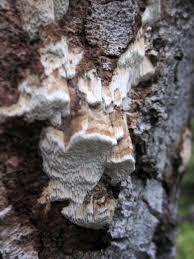 Attēlu rezultāti vaicājumam “Ceriporiopsis resinascens”