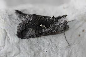 Attēlu rezultāti vaicājumam “Syngrapha interrogationis”