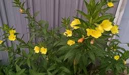 Image result for Oenothera biennis