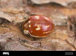 Attēlu rezultāti vaicājumam “Myzia oblongoguttata”