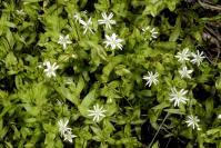 Attēlu rezultāti vaicājumam “Stellaria crassifolia”