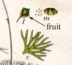 Attēlu rezultāti vaicājumam “Utricularia intermedia leaf”