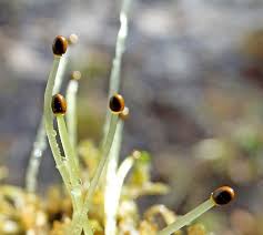 Attēlu rezultāti vaicājumam “Blasia pusilla sporophyte”