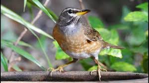 Image result for Turdus obscurus