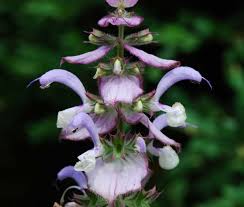 Image result for Salvia sclarea