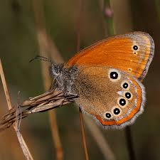 Attēlu rezultāti vaicājumam “Coenonympha glycerion underside”