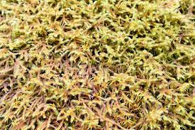 Attēlu rezultāti vaicājumam “Antitrichia curtipendula sporophyte”