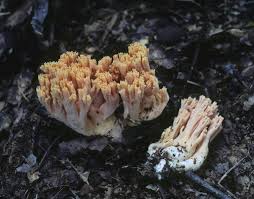 Attēlu rezultāti vaicājumam “Ramaria formosa”