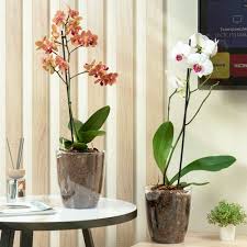 Image result for Конфетти d-23 Кашпо 2109020759412