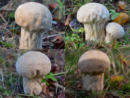 Attēlu rezultāti vaicājumam “Calvatia excipuliformis”