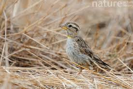 Image result for Petronia petronia