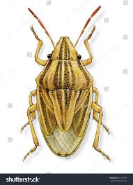 Attēlu rezultāti vaicājumam “Aelia acuminata”