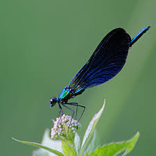 Attēlu rezultāti vaicājumam “Calopteryx virgo”