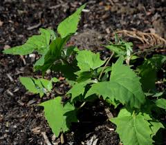 Attēlu rezultāti vaicājumam “Atriplex calotheca”