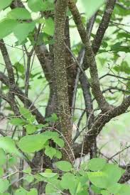 Attēlu rezultāti vaicājumam “Syringa reticulata subsp. amurensis”