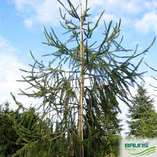 Attēlu rezultāti vaicājumam “Picea abies fo. virgata”