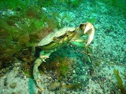 Image result for Carcinus maenas