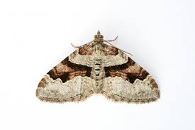 Attēlu rezultāti vaicājumam “Xanthorhoe designata”