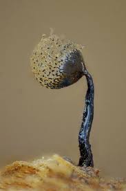 Attēlu rezultāti vaicājumam “Cribraria piriformis macro”