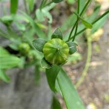 Attēlu rezultāti vaicājumam “Linum usitatissimum bud”