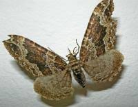 Attēlu rezultāti vaicājumam “Lampropteryx suffumata”