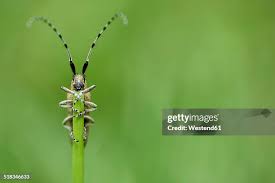 Attēlu rezultāti vaicājumam “Agapanthia villosoviridescens”