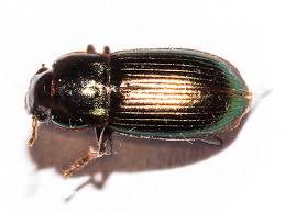 Attēlu rezultāti vaicājumam “Harpalus sp.”