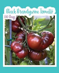 Afbeeldingsresultaat voor black brandywine tomato