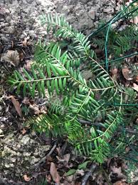 Attēlu rezultāti vaicājumam “Taxus wallichiana”