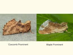 Attēlu rezultāti vaicājumam “Ptilodon capucina imago”