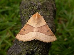 Attēlu rezultāti vaicājumam “Crocallis elinguaria”