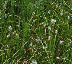 Attēlu rezultāti vaicājumam “Eriophorum gracile fruit”