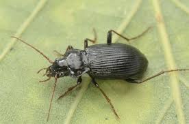 Attēlu rezultāti vaicājumam “Nebria brevicollis”