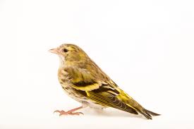 Image result for Serinus serinus