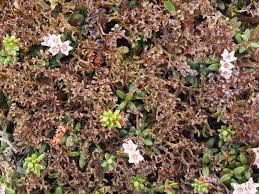 Attēlu rezultāti vaicājumam “Cetraria ericetorum”