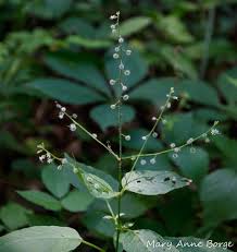 Attēlu rezultāti vaicājumam “Circaea lutetiana leaf”