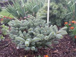 Attēlu rezultāti vaicājumam “Abies koreana”