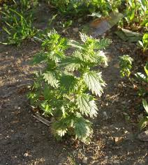 Attēlu rezultāti vaicājumam “Urtica urens”