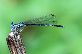 Attēlu rezultāti vaicājumam “Coenagrion armatum female”