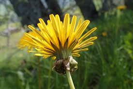 Attēlu rezultāti vaicājumam “Taraxacum officinale aggr. flower”