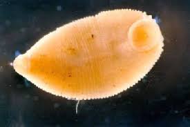 Attēlu rezultāti vaicājumam “Hirudinea”