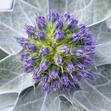 Attēlu rezultāti vaicājumam “Eryngium maritimum flower”