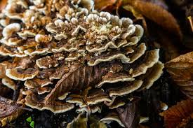 Attēlu rezultāti vaicājumam “Hymenochaete rubiginosa”