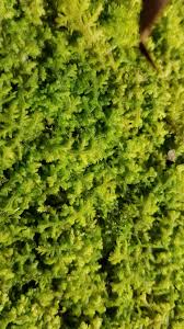 Attēlu rezultāti vaicājumam “Trichocolea tomentella”