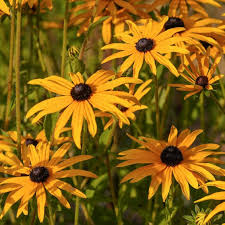 Image result for Rudbeckia fulgida