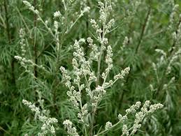 Attēlu rezultāti vaicājumam “Artemisia vulgaris”