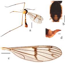 Attēlu rezultāti vaicājumam “Ptychoptera sp.”
