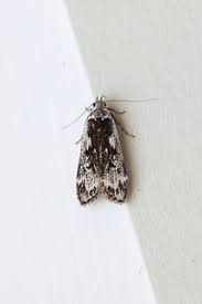 Attēlu rezultāti vaicājumam “Anacampsis blatariella”