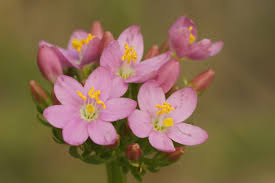 Attēlu rezultāti vaicājumam “Centaurium erythraea bud”