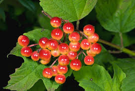 Attēlu rezultāti vaicājumam “Viburnum opulus fruit”